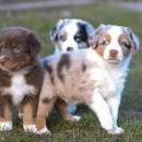  Ayla und Moglis Welpen 2